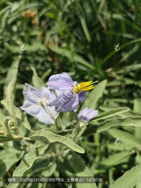 小紫花3