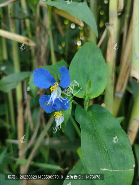 鴨拓草2