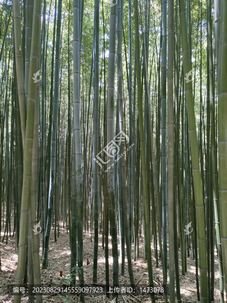 竹林