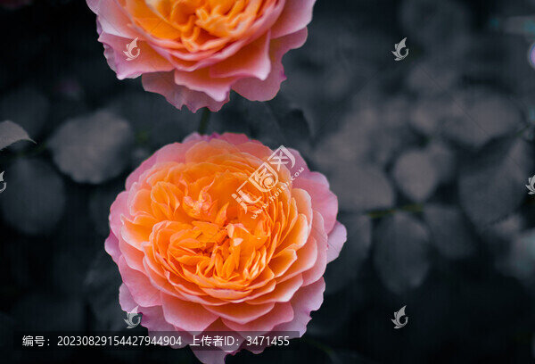 月季花