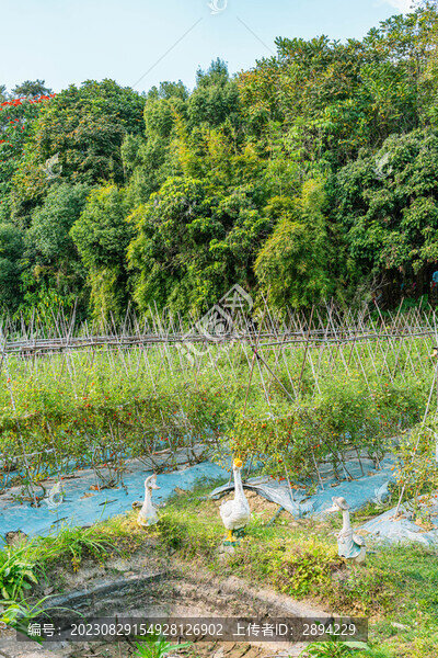 小番茄種植基地