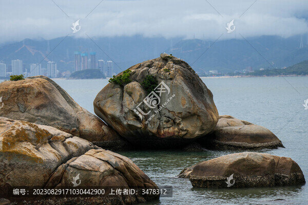 惠州巽寮灣礁石小鳥(niǎo)黑枕燕鷗
