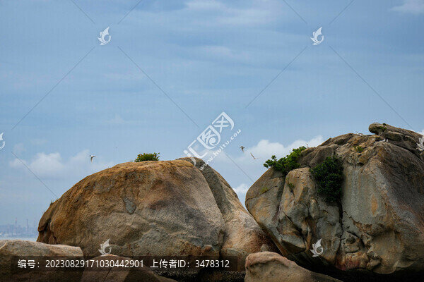 惠州海邊礁石和小鳥黑枕燕鷗