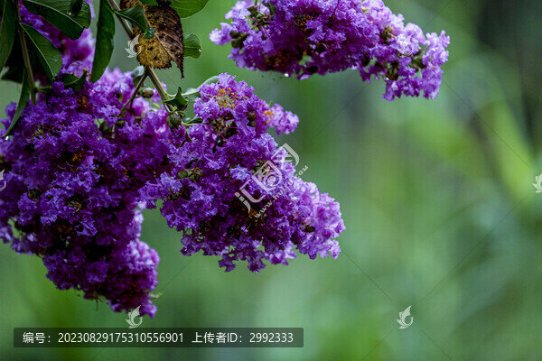 紫薇花