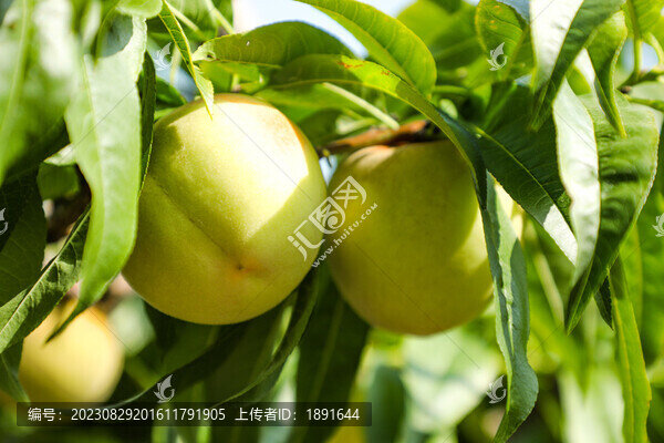 水蜜桃種植園
