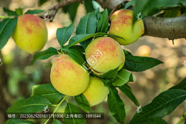 桃樹