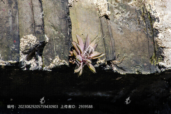 屋頂多肉植物