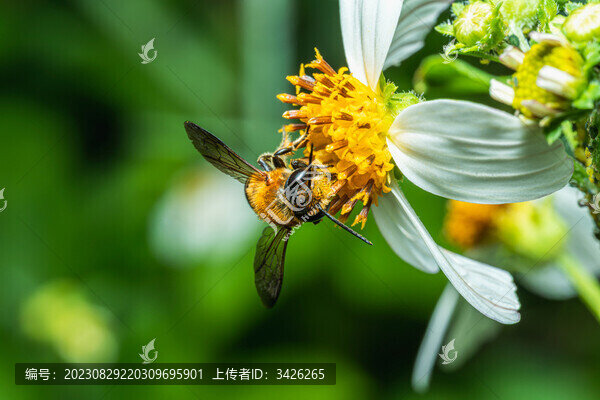 蜜蜂在花上授粉的特寫鏡頭