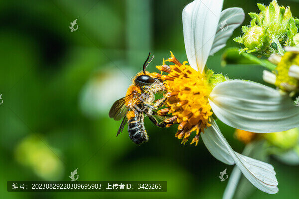 蜜蜂在花上授粉的特寫(xiě)鏡頭