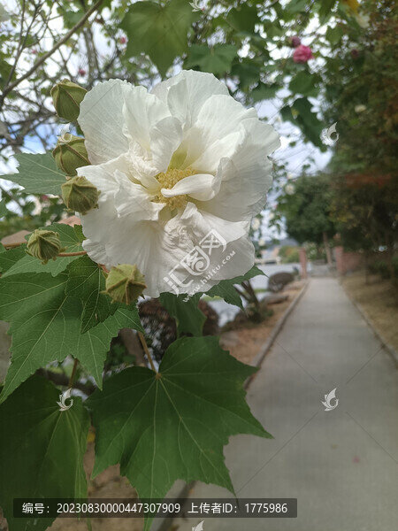 木芙蓉