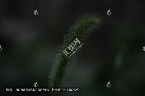 狗尾巴草