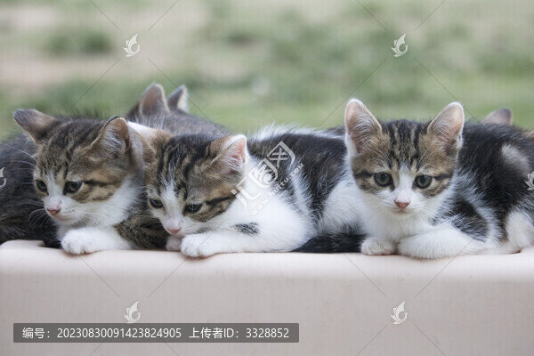 小貓