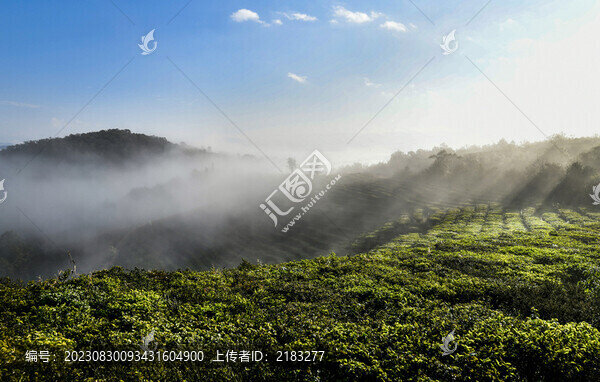 茶山云霧