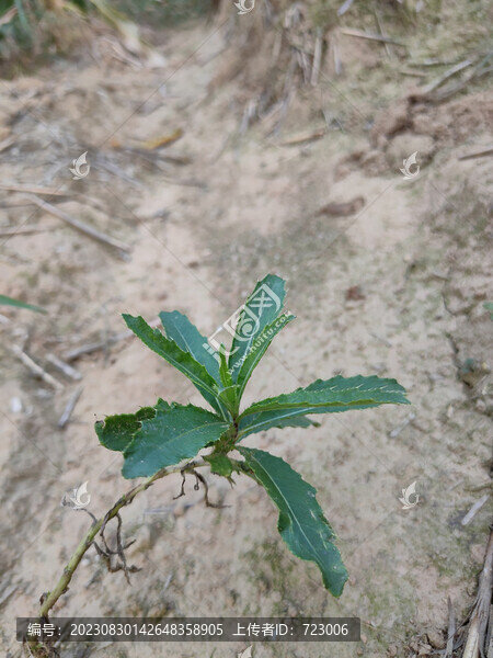 刺兒菜