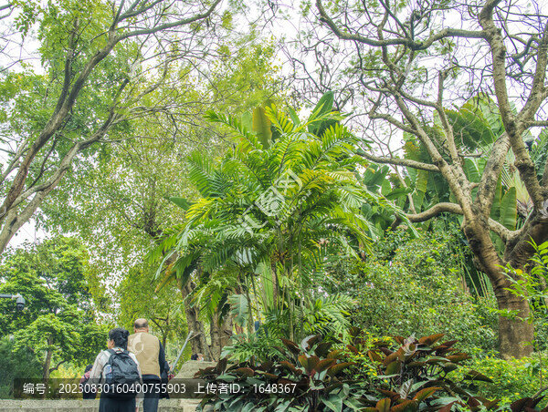 廈門(mén)園林植物園路邊樹(shù)木植物
