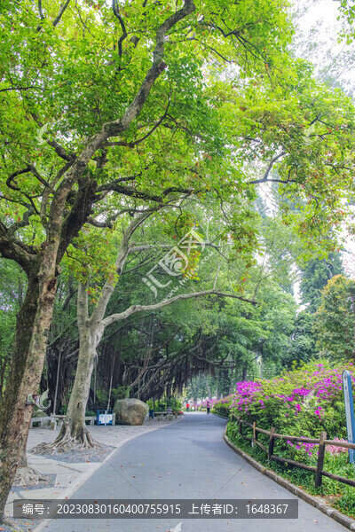 廈門(mén)園林植物園柏油路與樹(shù)木