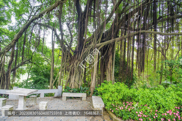 廈門園林植物園柏油路邊榕樹