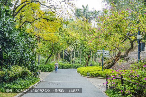 廈門植物園柏油路與熱帶植物