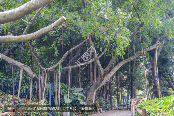 廈門園林植物園榕樹與樹林