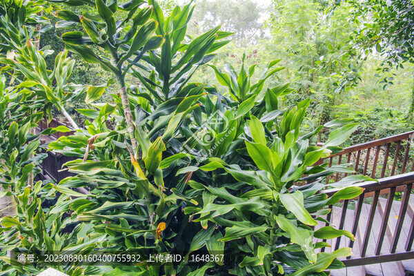 廈門園林植物園木棧道與植物