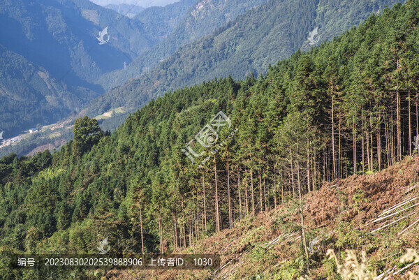 樹林樹木杉樹