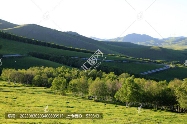 白樺林