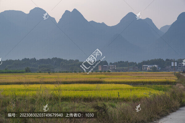 田園風(fēng)光稻田