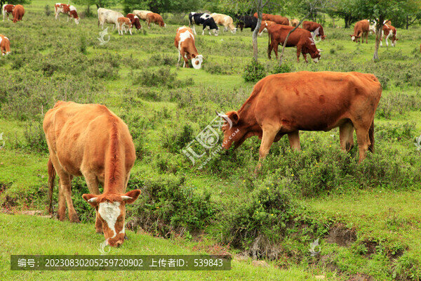 草原牧場(chǎng)