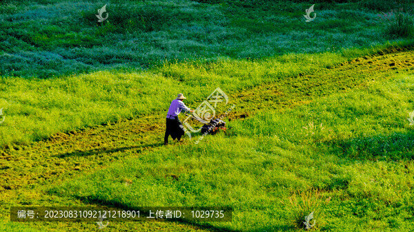 草地