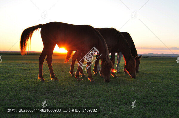 夕陽下的駿馬