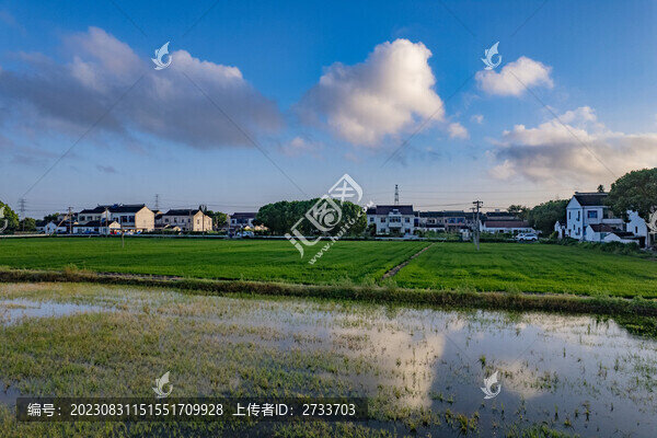 蘇州農(nóng)村稻田