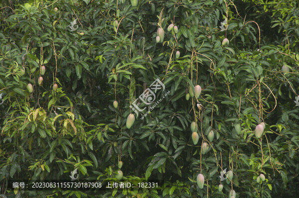 芒果掛枝頭