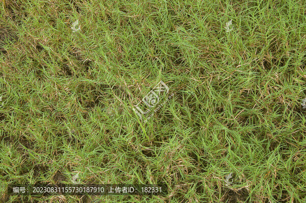 綠草