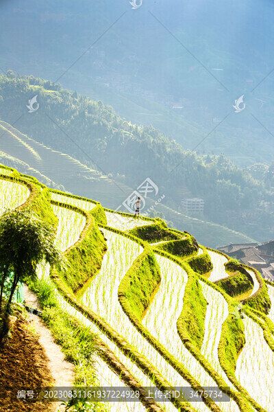 高山稻田
