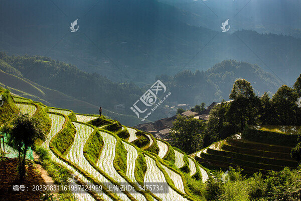 龍脊梯田