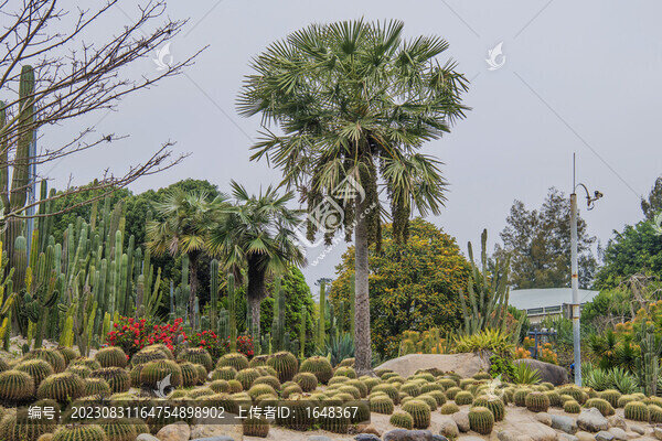植物園仙人掌仙人球和棕櫚樹