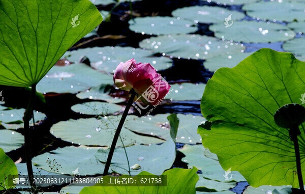 秋日荷花