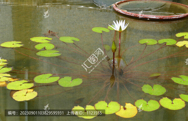 睡蓮花
