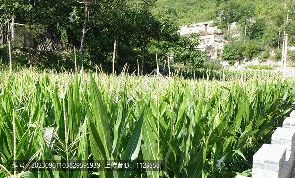 玉米地