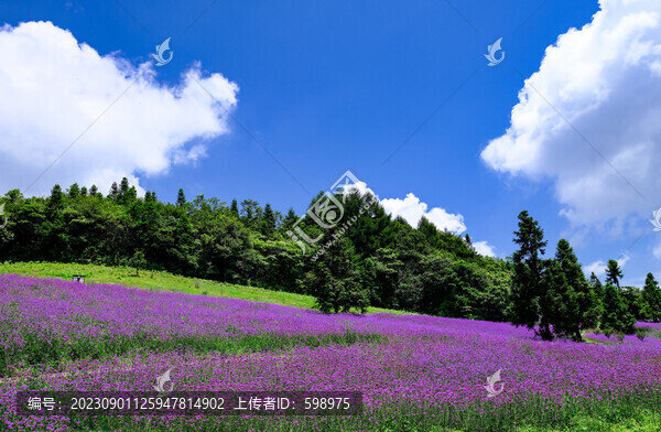 湖北恩施巴東野三關(guān)森林花海