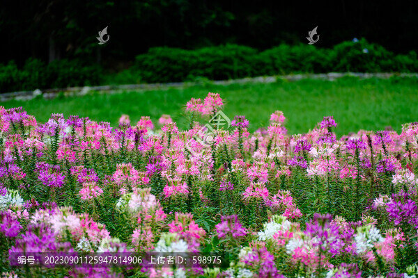 湖北恩施巴東野三關(guān)森林花海