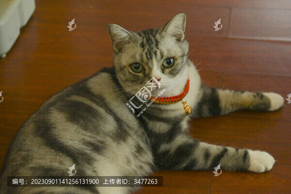 美國短毛貓