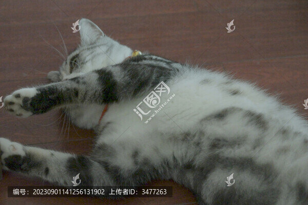 美國短毛貓