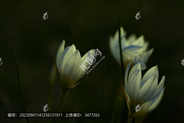 沼生繁縷