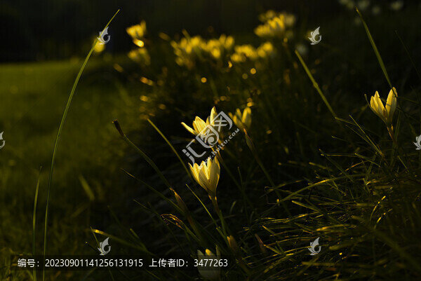 面向陽光的小雛菊