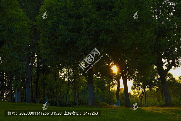 夕陽下的樹林