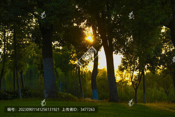 南京青奧森林公園夕陽下的樹林