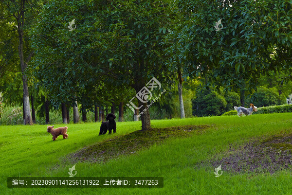 三只小狗