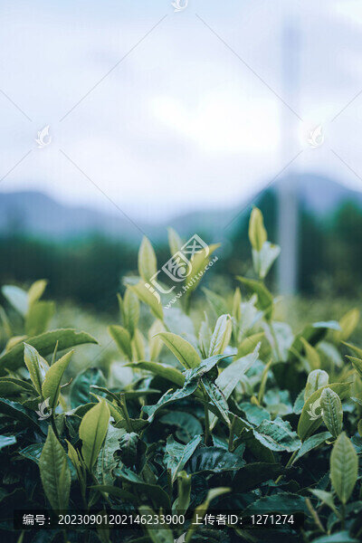 云南茶葉