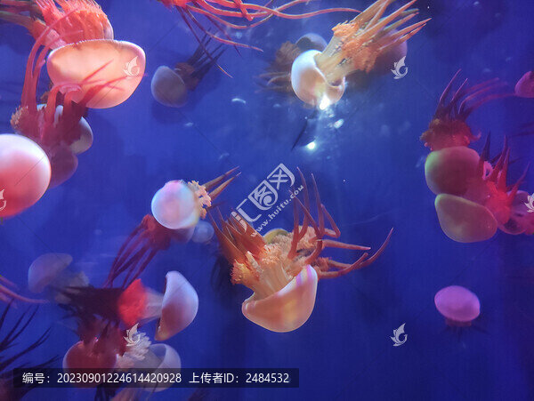 水母
